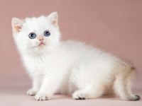 Plus kalite silver british shorthair