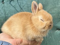 Orijinal Hollanda Cüce Tavşanı