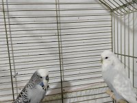 Jumbo muhabbet kuşu hazır takım daha önce yavru alındı