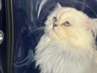 6 Aylık British Longhair Yavrumuz Sahiplendirilecektir