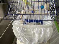 Lutino Muhabbet Kuşu (Kafesle Birlikte)