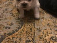 Ücretsiz Sahiplendirme Pekinezler