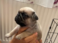 Pug bebekler
