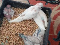 Yavru Muhabbet Kuşu