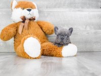 Exotic French Bulldog Yavruları