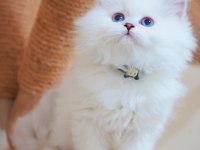 Masalsı Güzellikte Silver British Longhair