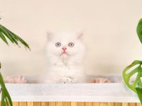 Erkek British Longhair Oyun Hamuru