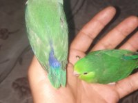 El Besleme Bebek Forpus