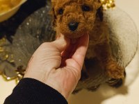 Red Toy Poodle Yavrular