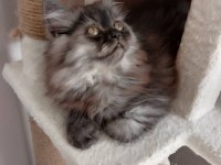 Orjinal Ev İran Kedisi