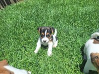 Jack Russell Yavruları