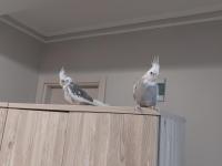 2 Adet Sultan Papağanı Ve Büyük Boy Kafeste Satılık