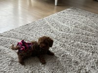 Teacup Boy Dişi Poodle