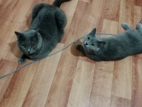 Kedilerime sahiplendirmek istiyorum iyi bakalım birine ücretsiz vereceğim