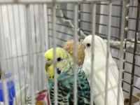 Çift muhabbet kuşumuz