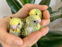 Öğretmenden evde beslenen temiz bakımlı muhabbet kuşları