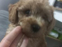 11 Aylık Erkek Toy Poodle