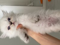 Beyaz kürk masmavi gözlü british longhair bebekler