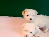 Sıfır Numara Maltese Yavrularımız