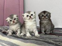 Dünya tatlısı yavru kediler