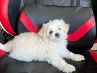 Sevimli Maltese Minikler