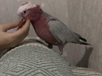 1.5 Yaşında Erkek Gül Kakadu