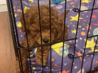 Toy Poodle İç Dış Parazit Aşıları Yapılı 2 Aylık