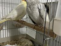 Dişi Eşe Hazır Kızgın Sultan Papağanı