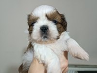Irk Garantili Sevimli Shih Tzu Yavrular