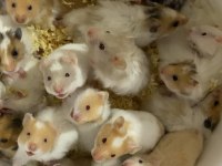 Antalya adrese teslim hamster isteyen