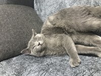 Kedimiz Duman’a Kalıcı Yuva Arıyoruz