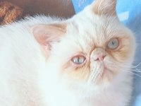 5 aylık exotic shorthair kızımız için aile olabilir misiniz?