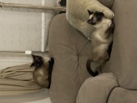 Yavru Siyam Kedileri