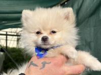 Pomeranian Boo 2 Aylık Sevimli