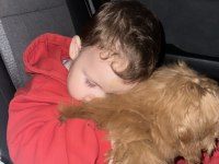 Bebek Suratlı Poodle Köpeğimiz Coffe