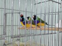 Goldian finch (gökkuşağı ispinozu)