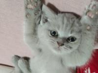 Oyuncu nadir renk orijinal british shorthair