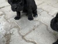 1,5 Aylık Siyah Pug Yavrular