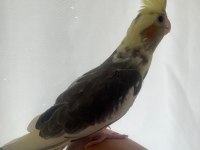 Yavru Mutasyon 45 Günlük El Besleme Sultan Papağanı