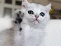 Mükemmel Kalite Silver Kedimiz