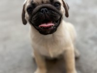 Pug Mops Yavru Köpekler