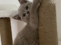 Safkan British Shorthair Lilac Solid Erkek