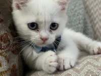 Sağlıklı British Shorthair Yavru Kedimiz