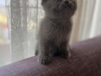 Orjinal Irkta Safkan British Shorthair