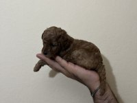 Toy Poodle Yavruları