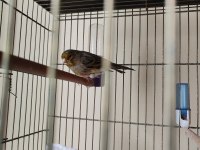 Agat Kanarya Erkek Çaplı Güzel Kuş