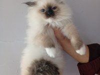 2 Erkek Mitted Ragdoll Yavrum Ailesini Arıyor