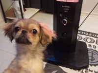 3 aylık dişi pekinez