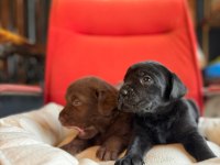 Cana Yakın Labrador Yavrularımız Yeni Sahibine Hazır