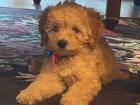 Oyuncu Maya Köpeğimiz